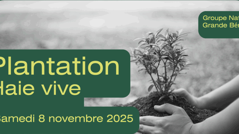 Plantation haie vive