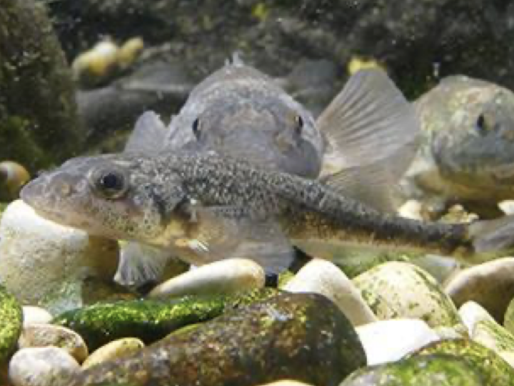 L’Apron – Roi du Doubs