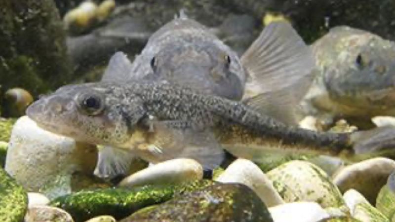 L’Apron – Roi du Doubs